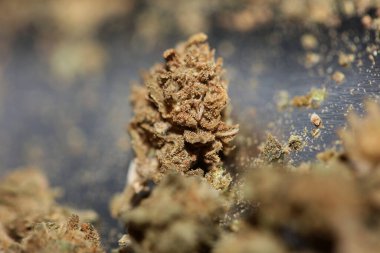 Marihuana tıbbi açıdan kötü CBD botanik arka planda büyük kalite yüksek kalite baskılar.