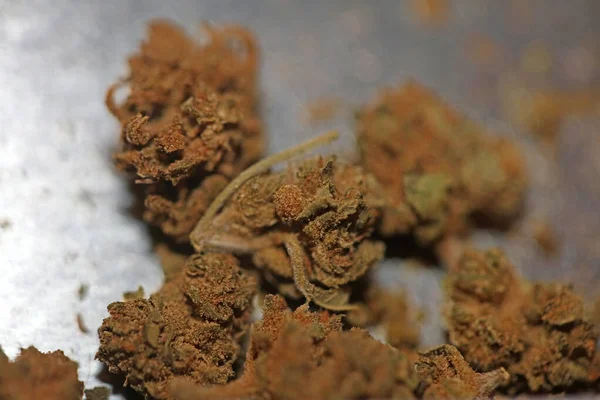 Marihuana Medyczne Złe Cbd Zamknąć Botaniczne Tło Duży Rozmiar Wysokiej — Zdjęcie stockowe