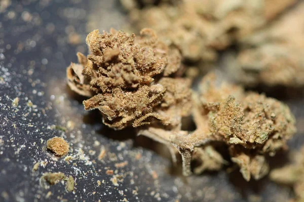 Marihuana Tıbbi Açıdan Kötü Cbd Botanik Arka Planda Büyük Kalite — Stok fotoğraf