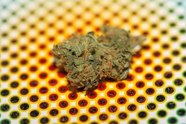 Therapeutic Marihuana Bud Close Background Modern Big Size High Quality — Stock Photo, Image