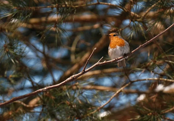 Daldaki Küçük Kuş — Stok fotoğraf