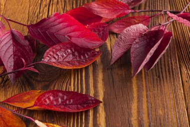 Sonbahar Yaprakları