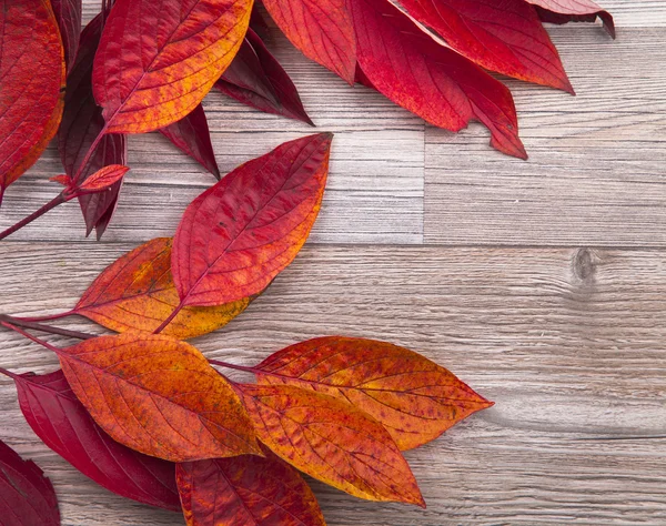 Hojas de otoño —  Fotos de Stock