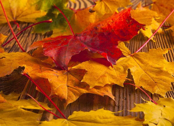 Hojas de otoño —  Fotos de Stock