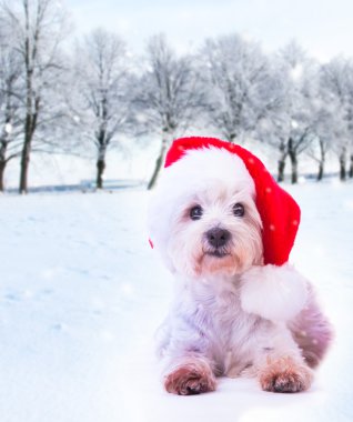 Noel Köpeği