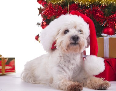 Noel Köpeği