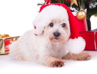 Noel Köpeği