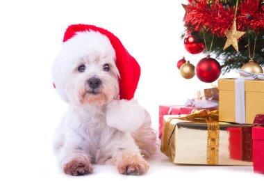Noel Köpeği