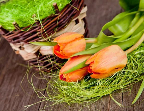 Tulipa da natureza — Fotografia de Stock