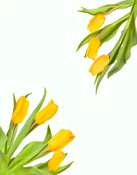 Natura tulipan — Zdjęcie stockowe