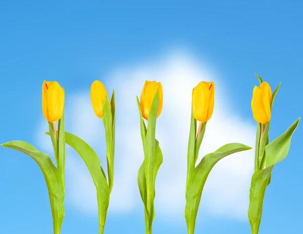 Nature tulip — Stock Photo, Image