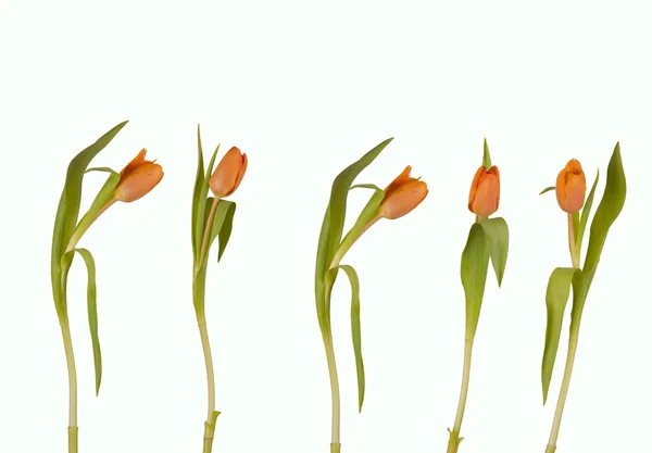 Nature tulip — Stock Photo, Image