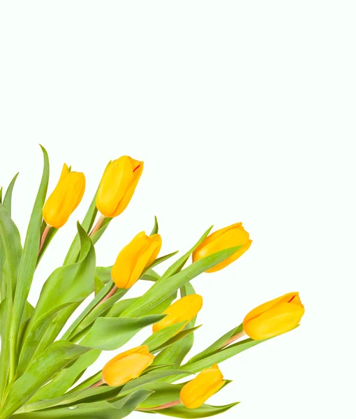 Тюльпан природы — стоковое фото