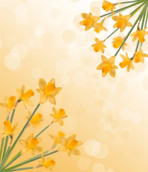 Yellow daffodils — Stock Photo, Image