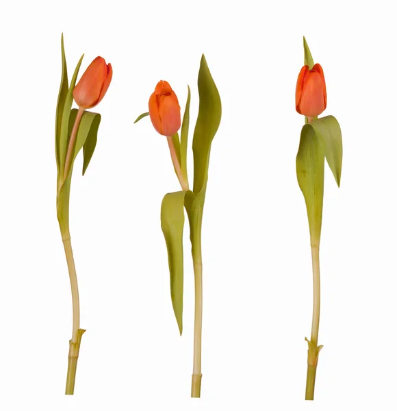 Natura tulipan — Zdjęcie stockowe