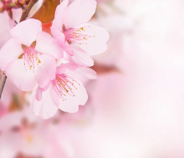 Flor — Fotografia de Stock