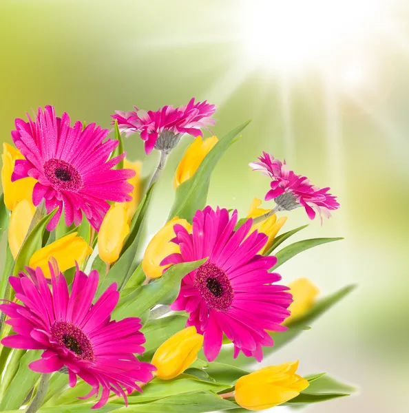 Flor de gerbera — Fotografia de Stock