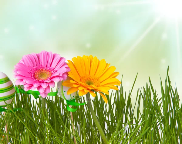 Spring concept — Stock Photo, Image