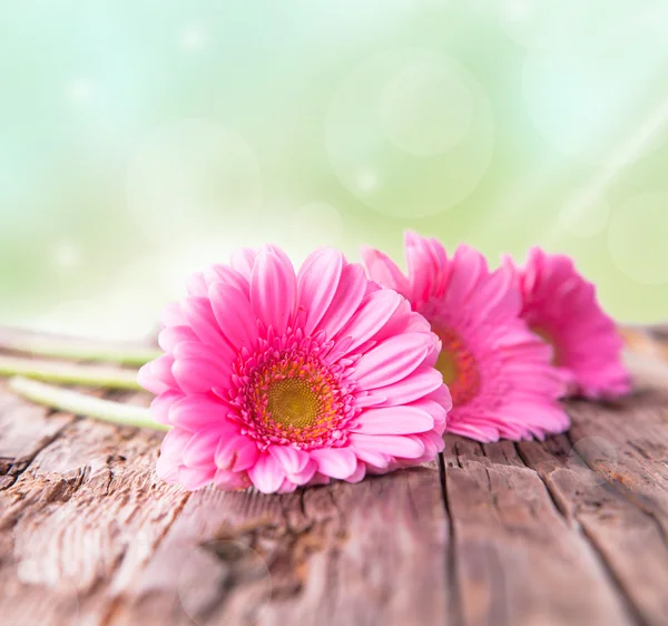 Gerbera-Margeriten — Stockfoto