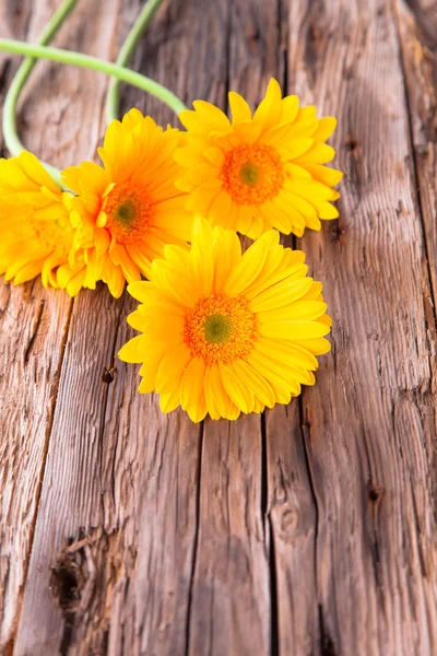 Gerbera daisies — Stock Photo, Image