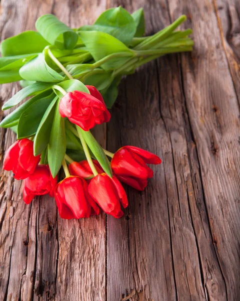 Flor tulipa — Fotografia de Stock