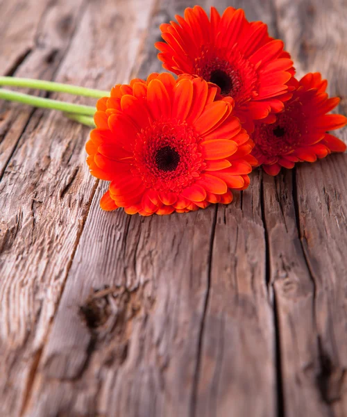 Röd gerbera — Stockfoto