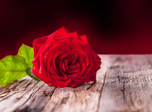 Rote Rose — Stockfoto