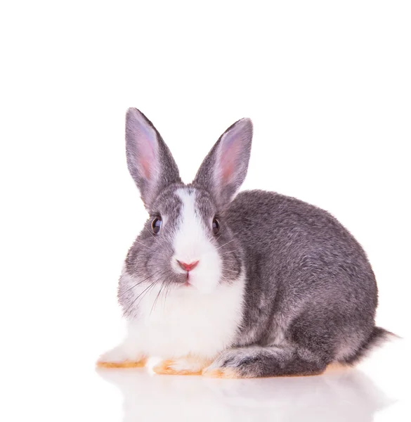 Easter rabbit — Stock Photo, Image