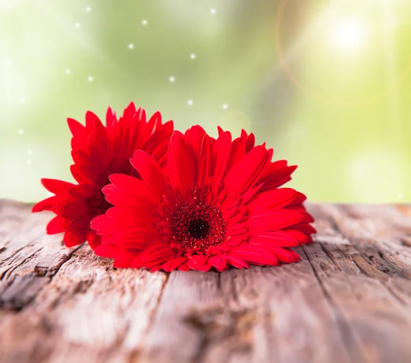 Gerbera daisies — Stock Photo, Image