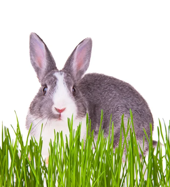 Easter rabbit — Stock Photo, Image