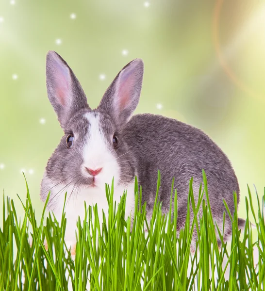 Easter rabbit — Stock Photo, Image