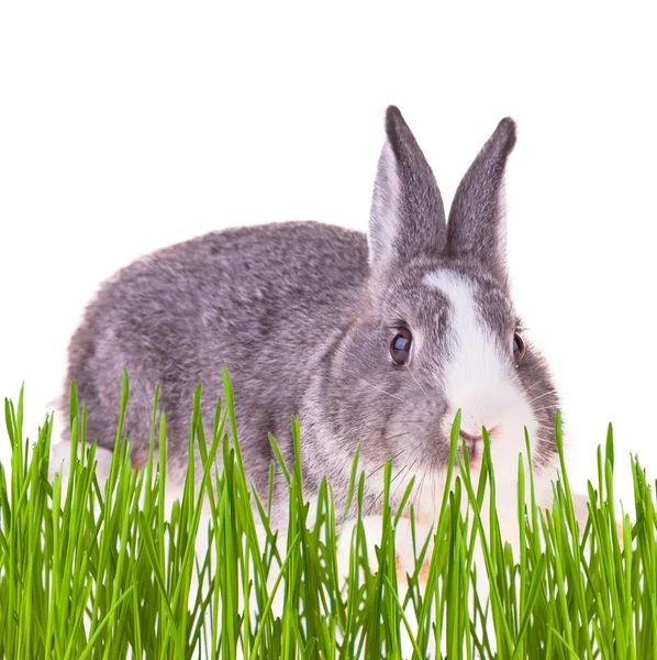 Easter rabbit — Stock Photo, Image