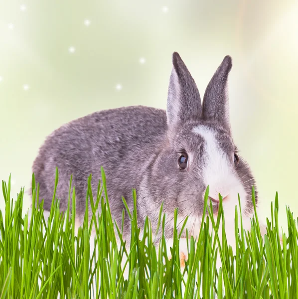 Великодній кролик — стокове фото
