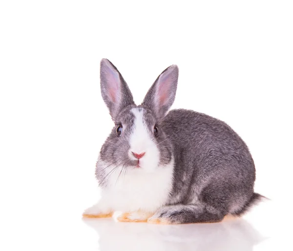 Easter rabbit — Stock Photo, Image