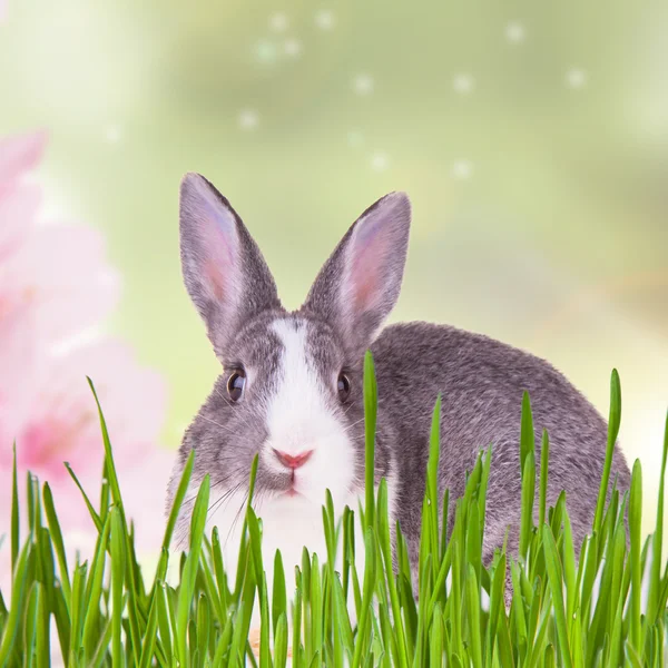 イースターウサギ — ストック写真