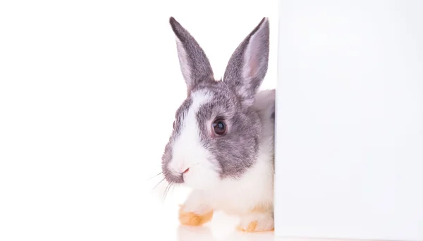 イースターウサギ — ストック写真