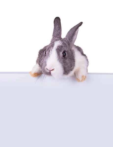 Великодній кролик — стокове фото