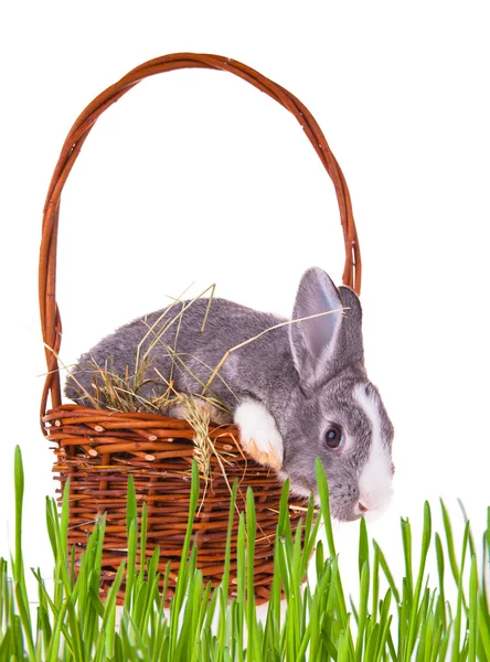 Easter rabbit — Stock Photo, Image