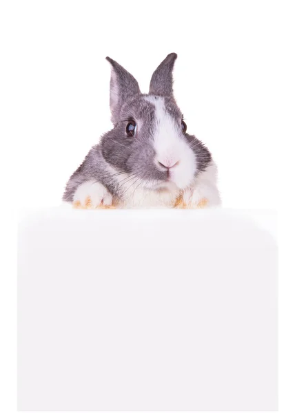 Easter rabbit — Stock Photo, Image