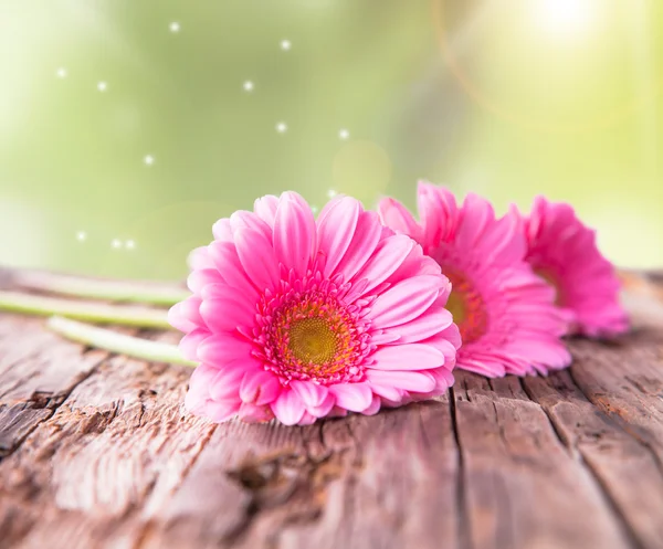 Gerbera-Margeriten — Stockfoto