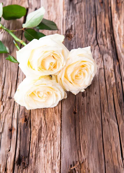 Weiße Rose — Stockfoto