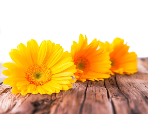 Gerbera daisies — Stock Photo, Image