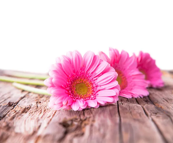 Gerbera daisies — Stock Photo, Image