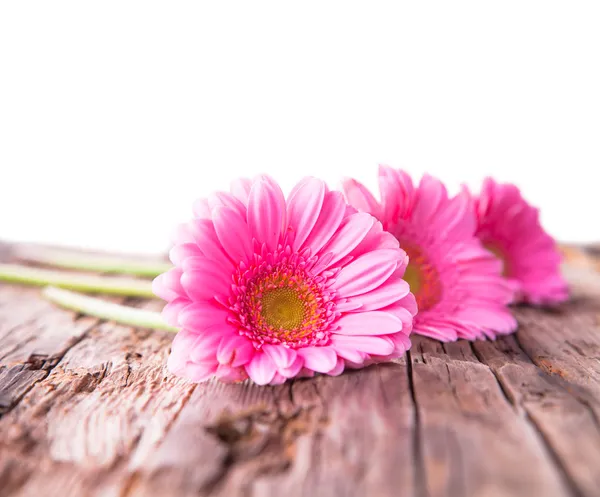 Οι μαργαρίτες Gerbera — Φωτογραφία Αρχείου