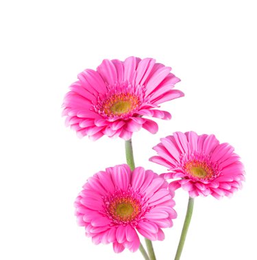 gerbera çiçek