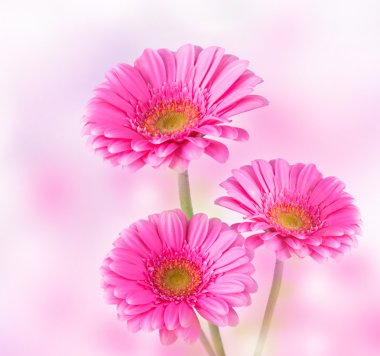 gerbera çiçek
