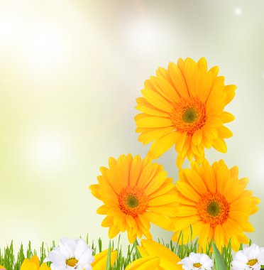 gerbera çiçek