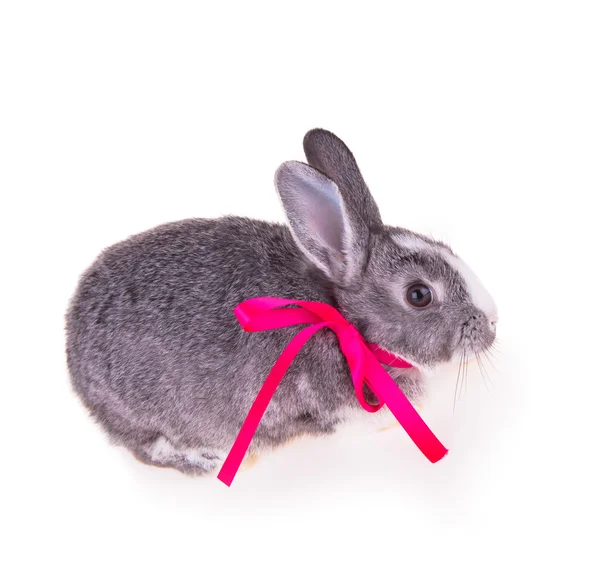 Easter rabbit — Stock Photo, Image