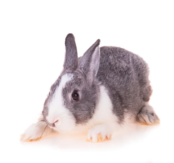 Easter rabbit — Stock Photo, Image