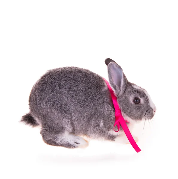 Easter rabbit — Stock Photo, Image